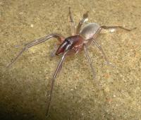 It's getting hotter, so spiders are emerging. Should I be alarmed? -  Institute for Molecular Bioscience - University of Queensland