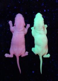 EGFP Frozen Sperm-Derived Rat Offspring (Right Offspring Emitting Green Fluorescence)