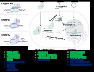 Derivatives and forms of CRISPR/Cas9 system