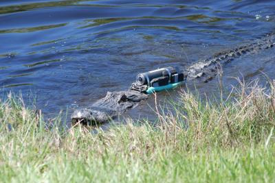 Crittercam Unit Attached to American Alligator