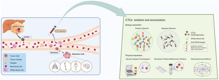 Exploring Circulating Tumor Cells: Detection Methods and Biomarkers for Clinical Evaluation in Hepatocellular Carcinoma