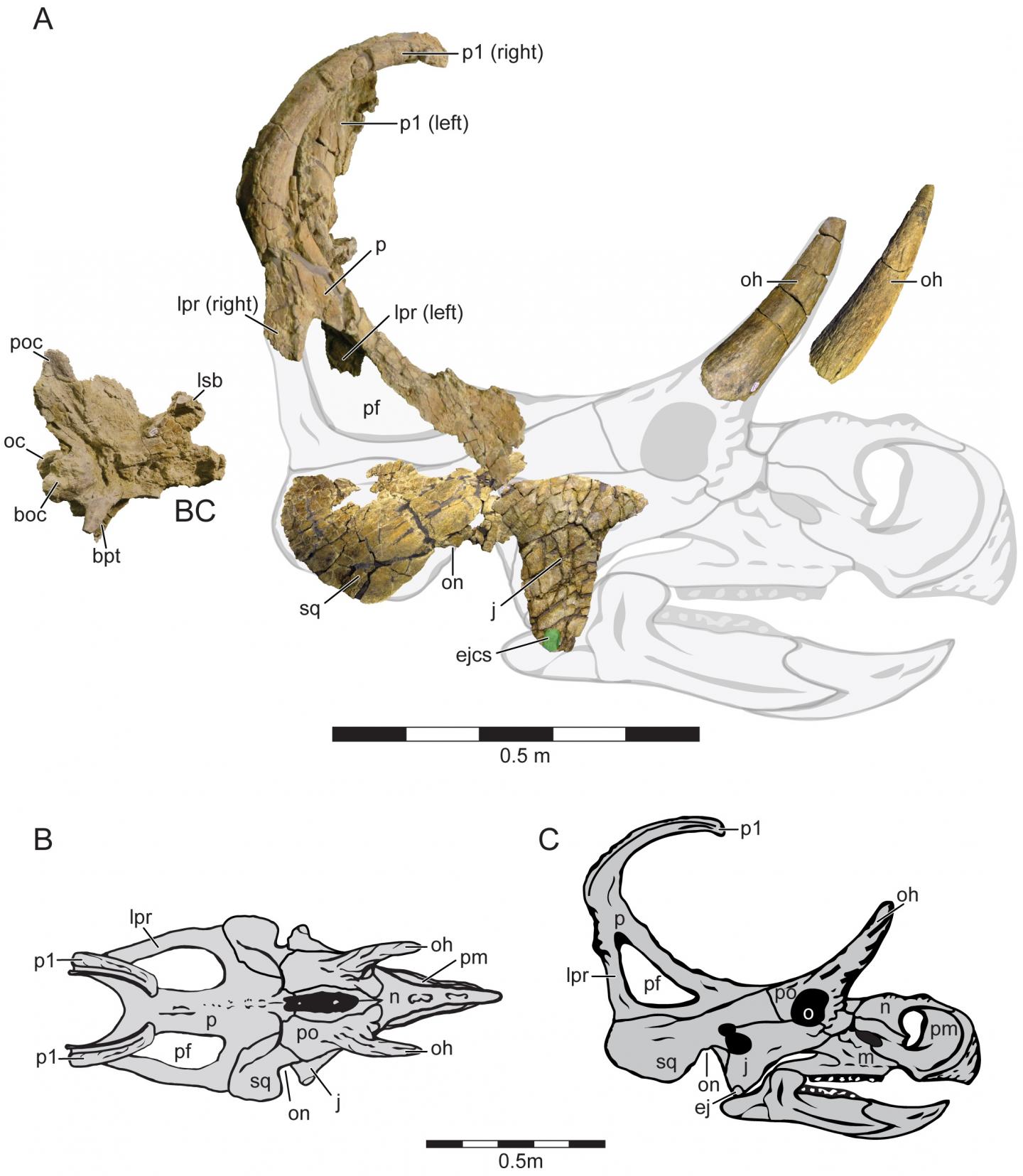 A New Centrosaurine Ceratopsid