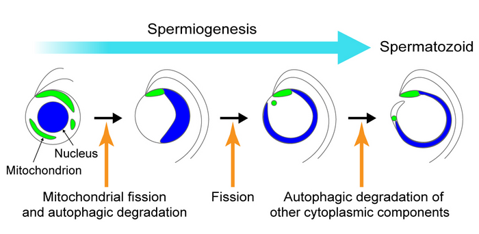 Schematic diagram of mitochondrial reorganization during spermiogenesis in the liverwort Marchantia polymorpha.