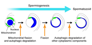 Schematic diagram of mitochondrial reorganization during spermiogenesis in the liverwort Marchantia polymorpha.