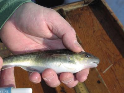 Tagged Tomcod from the Hudson River