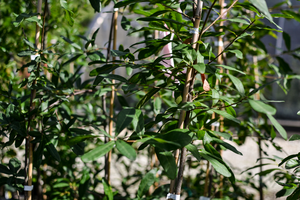 Saplings of Endangered Q. Oglethorpensis at The Morton Arboretum