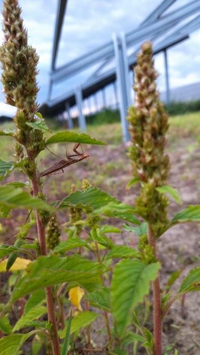 Two Mantis religiosa nymphs