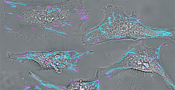 3D tracking of extracellular vesicles inside cells