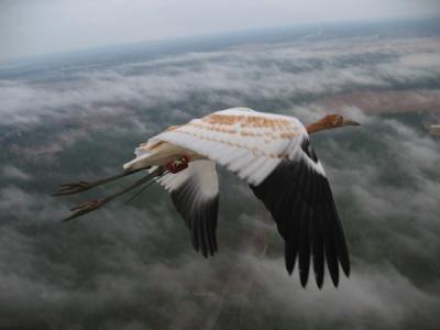 Tracking a Young Whooper's First Migration