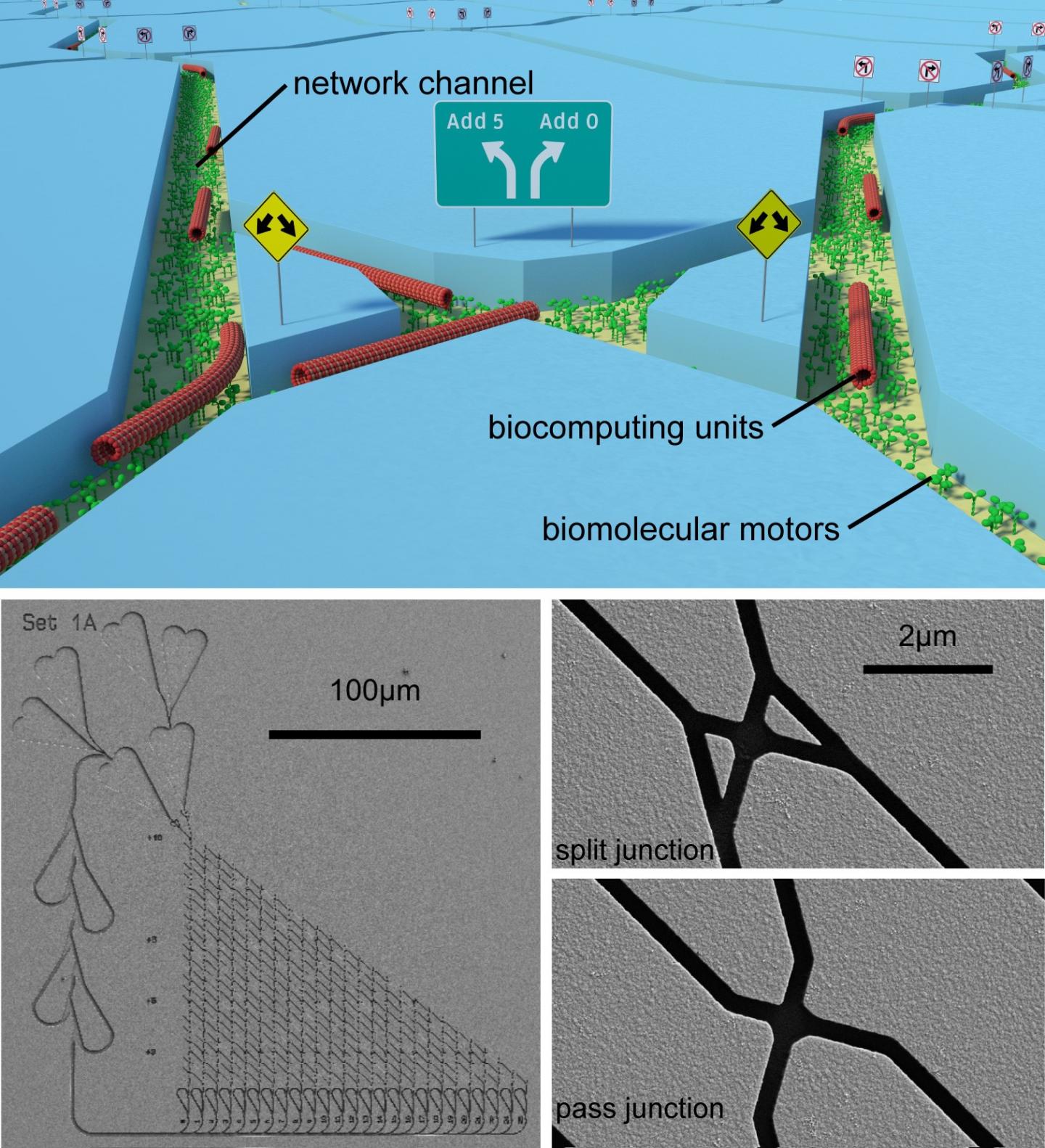 Network-based Biocomputation