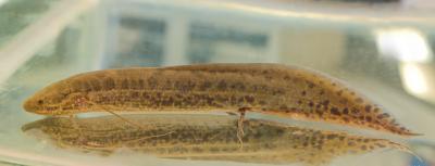 African Lungfish (<i>Protopterus annectens</i>) (2 of 2)