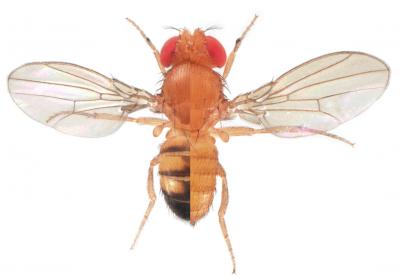 Dropsophila yakuba vs Dropsophila santomea