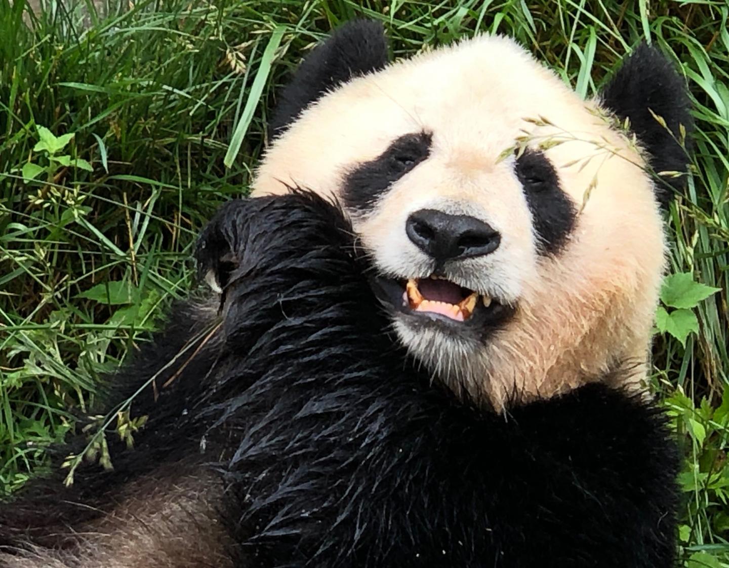 The giant panda's mystery revealed | EurekAlert!