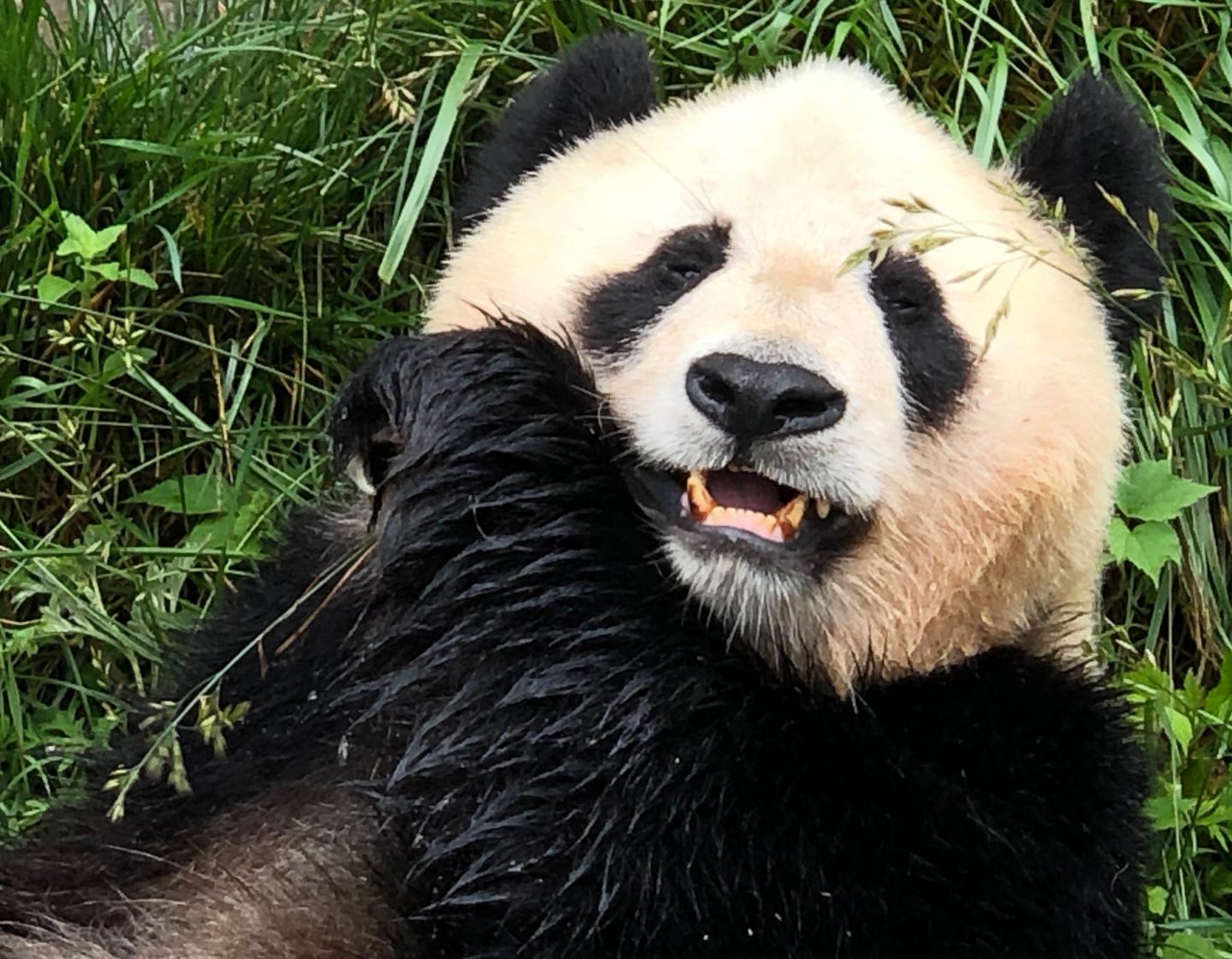 The giant panda's mystery revealed