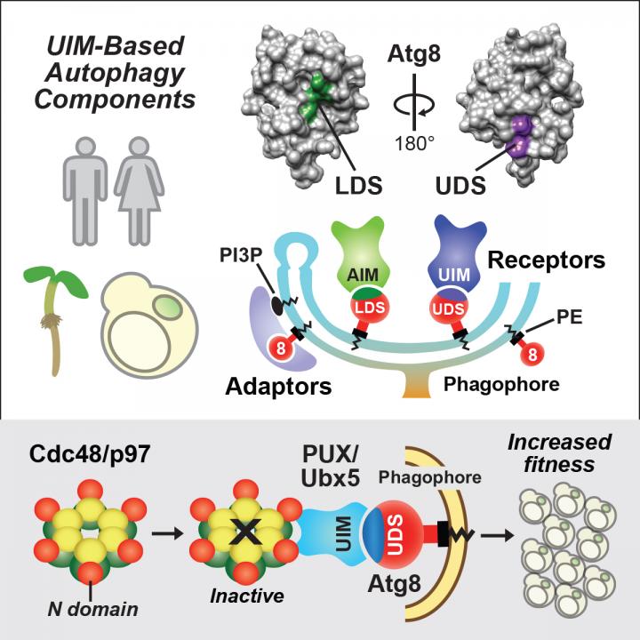 ATG8-Binding UIM Proteins Define a New Class of Autophagy Adaptors and Receptors