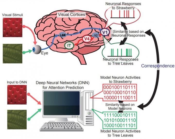 Correspondence between neural representations in visual cortices and artificial responses of deep artificial neural networks
