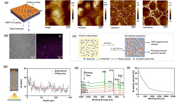 Verification of separated surface microphase and gradient cross-linked structure of self-wrinkling photo-curing coating.