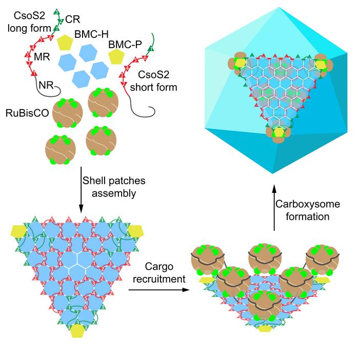 The self-assembly model of Prochlorococcus α-carboxysome.