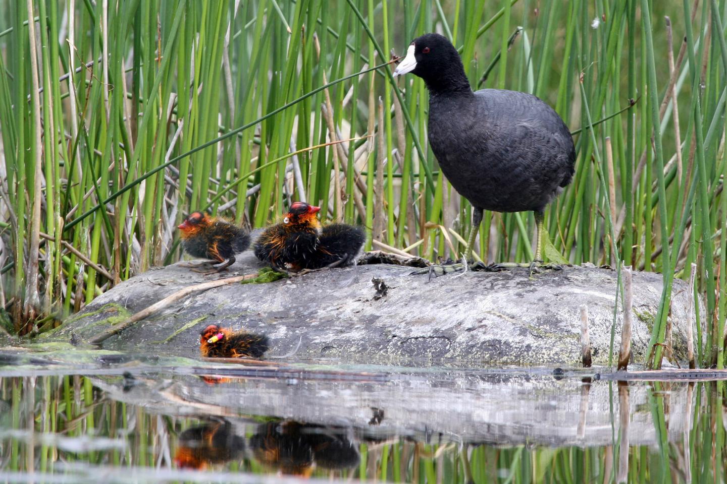 Coot Family