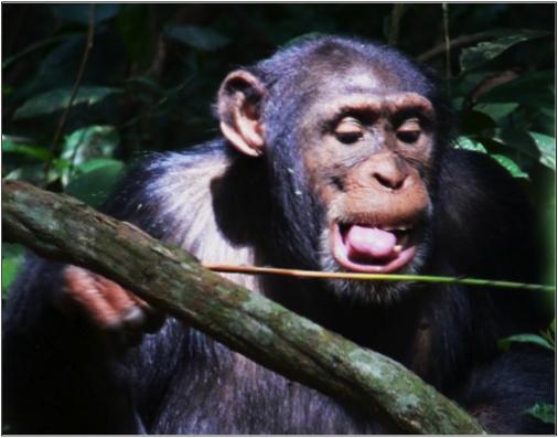 Chimpanzee Using Ant-Dipping Tool
