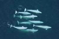 Groundbreaking Genetic Kinship Study Sheds Light on Beluga Whale Society