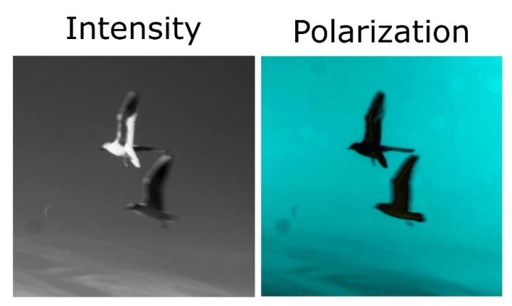 Two Black Headed Gulls