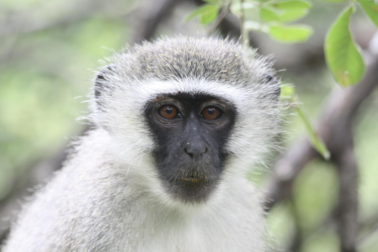 The Vervet Monkey