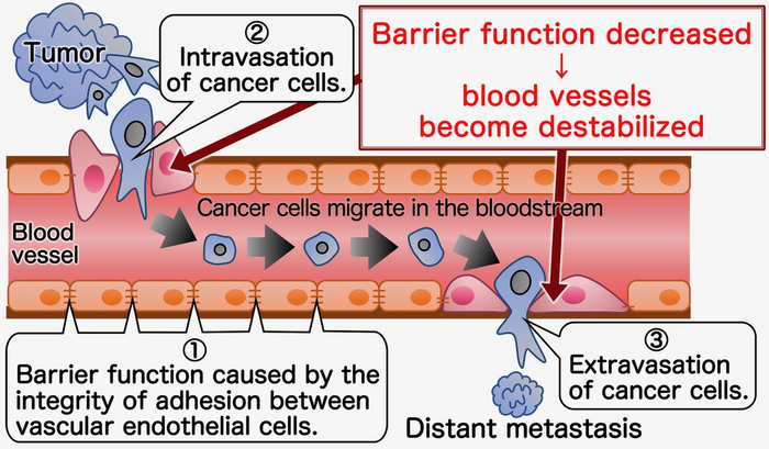 Figure 1. Mechanism of distant metastasis using blood vessels as a migration route