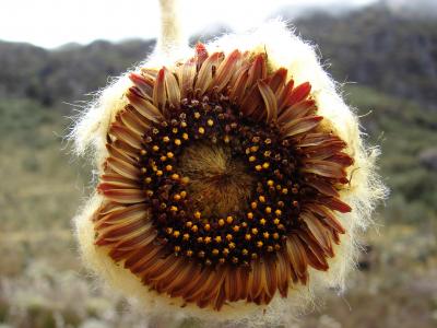 <i>Coespeletia palustris</i> (1 of 2)