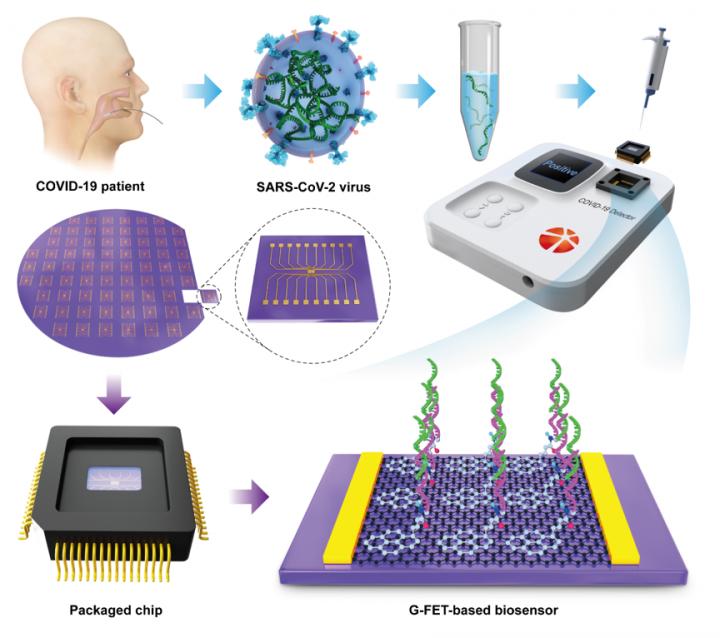 Figure 1: Schematic diagram of the operation procedure of our G-FET-based biosensing system for COVID-19.