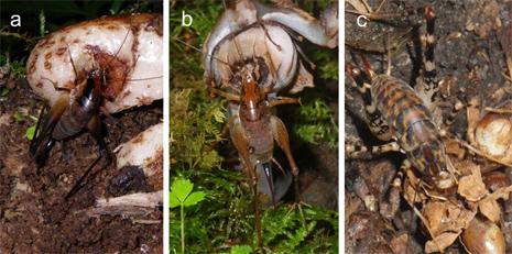 Parasitic Plants Rely on Unusual Method to Spread Their Seeds (Fig. 3)