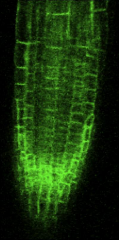 Location of New Phosphate Transporter in Root Cell Membranes