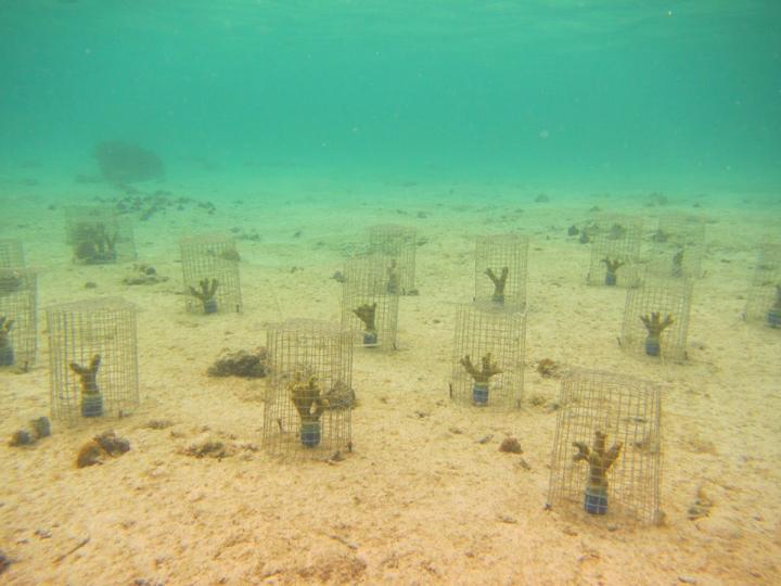Studying Impact of Snails on Coral