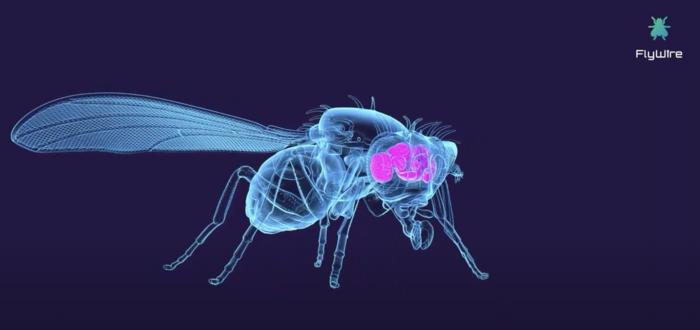 Adult fruit fly brain