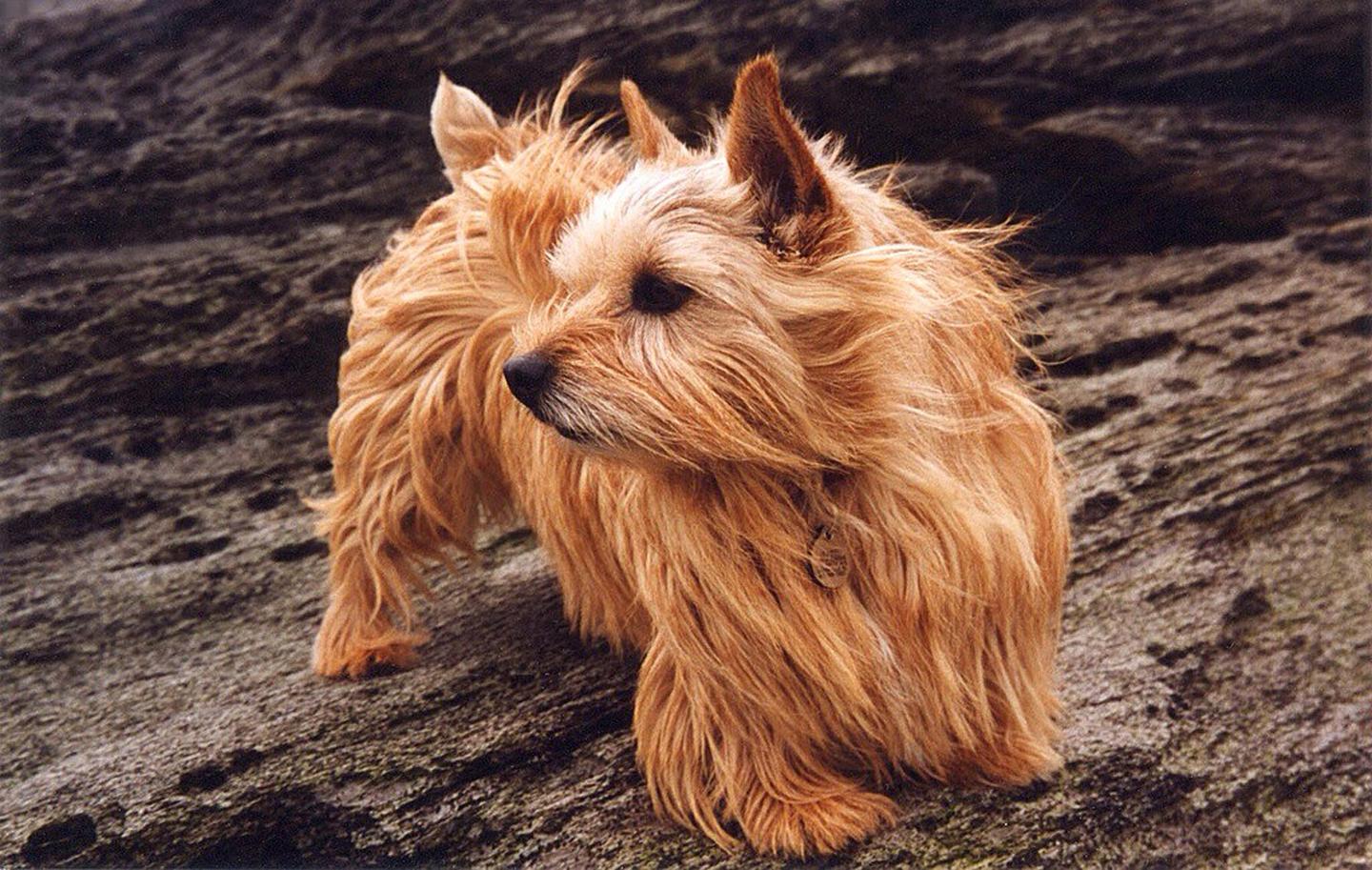 Mutation Makes Bulldogs and Norwich Terriers More Susceptible to Breathing Problems