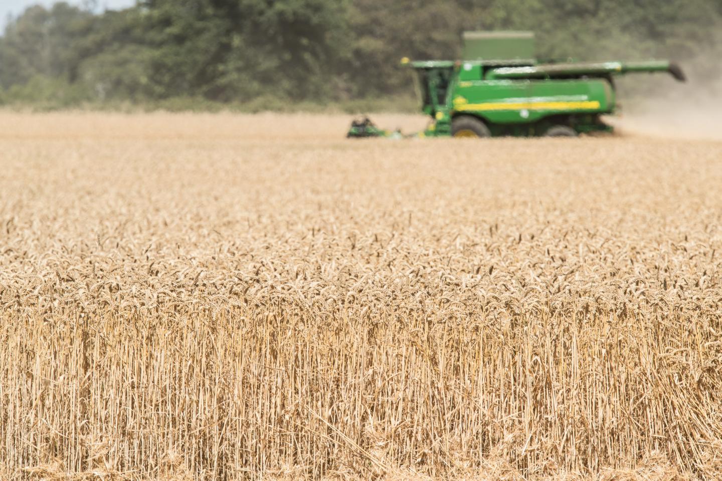 Wheat Harvest