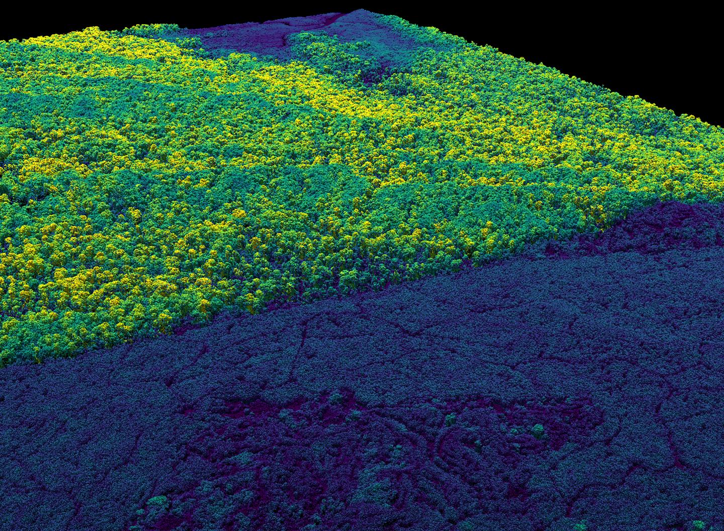 Differences in Canopy Structure between Oil Palm Plantations (Bluest) and Neighboring Tropical Fores