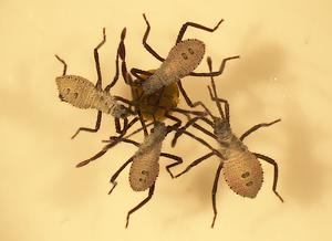 Squash bug nymphs