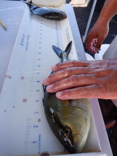 Kampachi Being Measured