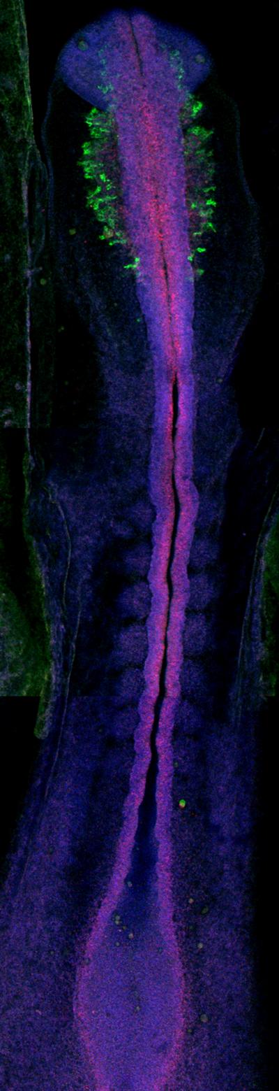 Pax-7 in Chick Embryo