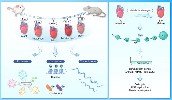 The layers of complexity in postnatal mouse heart development using multi-omics and sequencing tools