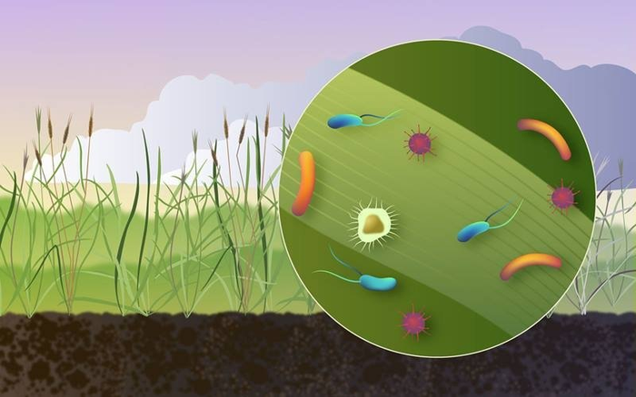 Not Just Pollen in the Spring: Wild Grass Releases a Variety of Particles into the Air