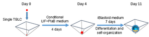 Scheme of generating blastoids from a single TBLC.