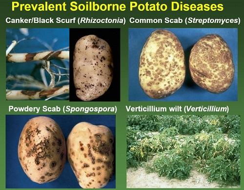 Prevalent Soilborne Potato Diseases