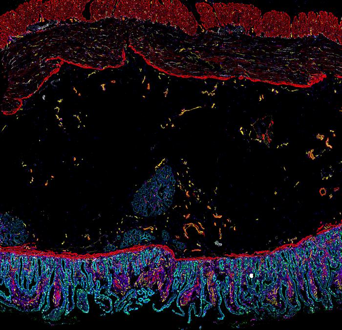 Cells of the human intestine