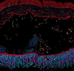 Cells of the human intestine