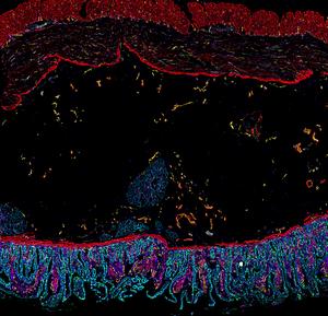 Cells of the human intestine