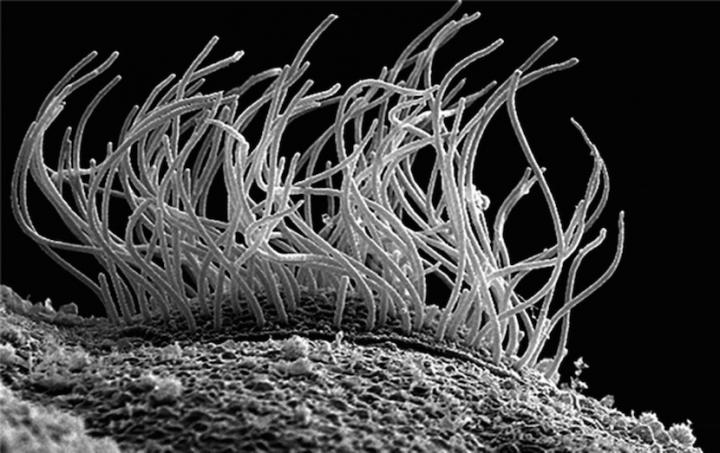 Cilia