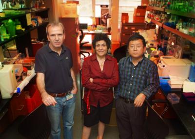 Drs. Demetrius Moskophidis, Nahid Mivechi and Xiongjie Jin, Georgia Health Sciences University