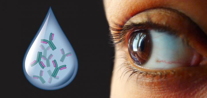 Antibody-based eye drop